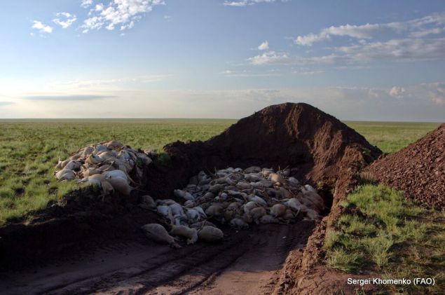 Saiga Mass Deaths Credit Sergei Khomenko