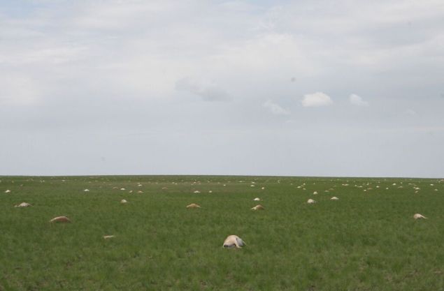 Saiga Mass Deaths Credit Steffen Zuther