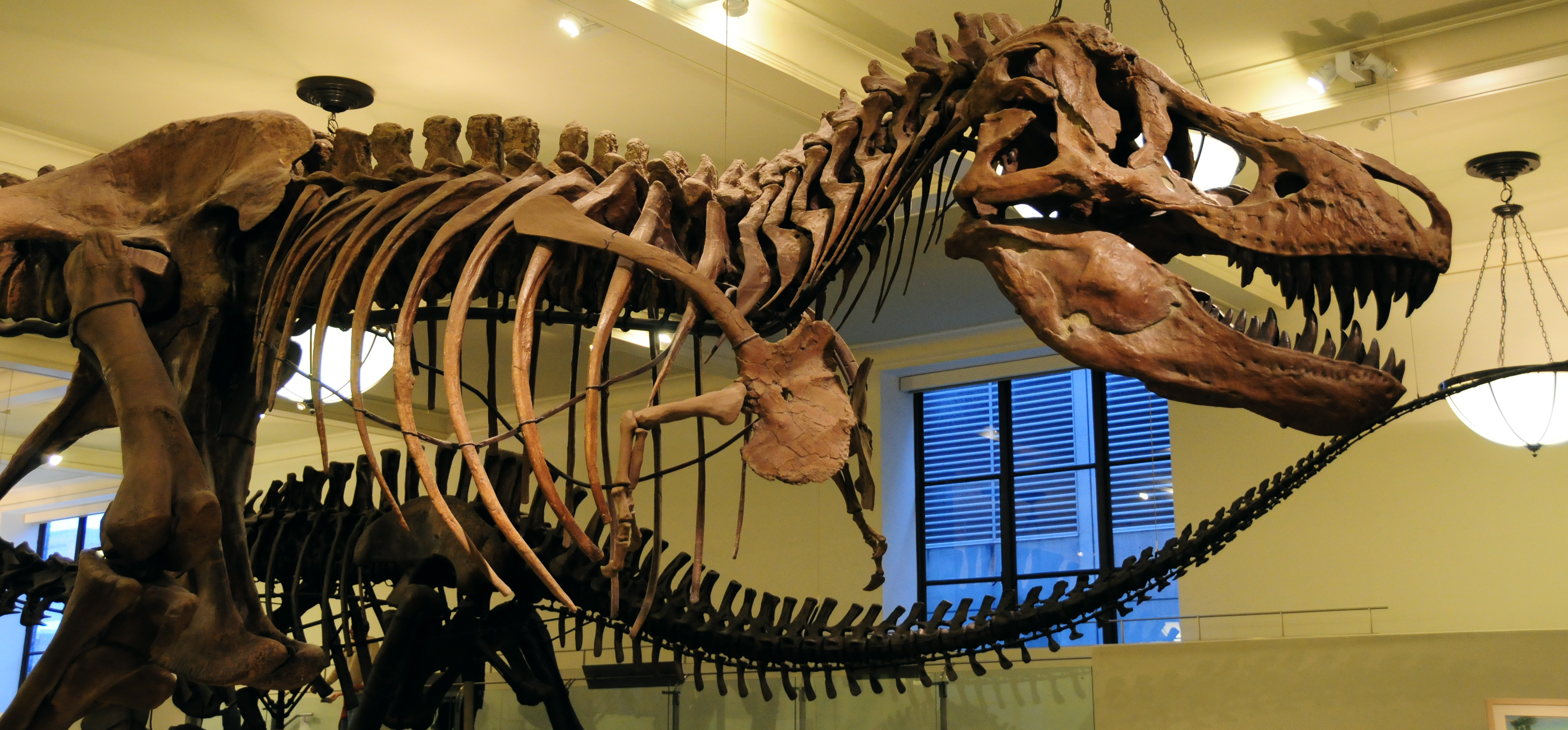 Tyrannosaurus Rex soon to be joined in the American Museum of Natural History