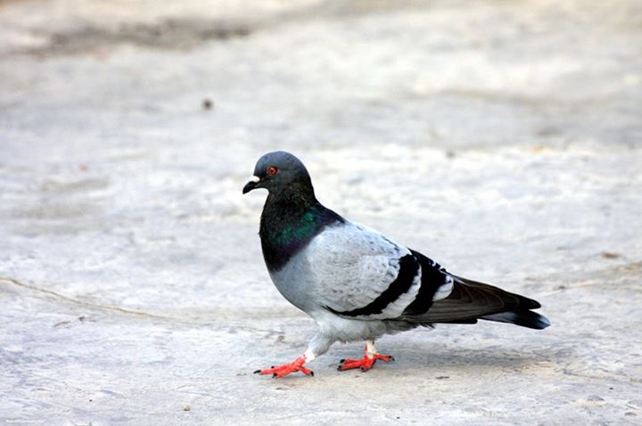 "Have you ever experimented with drugs?" "Sure, I smoked weed. Once." "What happened?" "Well, now I'm a pigeon." (Photo: Facebook/Pigeons of New York)