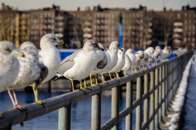 drpavloff/flickr.