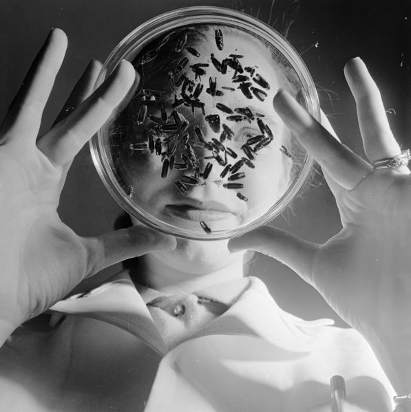 circa 1955: Fireflies in a petri-dish. The flies caught by Baltimore children who are paid 25 cents per hundred, are used in research on the species. (Photo by Orlando /Three Lions/Getty Images)