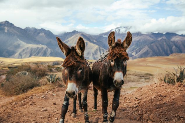 Photo from Zimmerman's time in Peru, which you can explore further on her site.