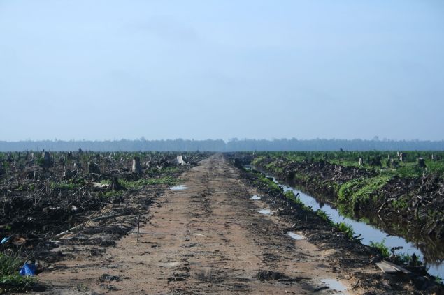 Deforestation in Indonesia (Wikimedia)