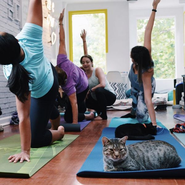 The cat isn't quite sure about downward dog (Photo: Crumbs & Whiskers).