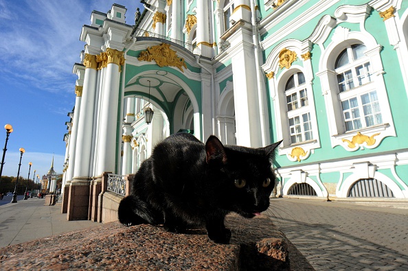 This photo taken on October 14, 2015 shows a cat in front of the State Hermitage Museum in St. Petersburg. The Hermitage's cats guard the museum's artworks from mice. AFP PHOTO / OLGA MALTSEVA (Photo credit should read OLGA MALTSEVA/AFP/Getty Images)