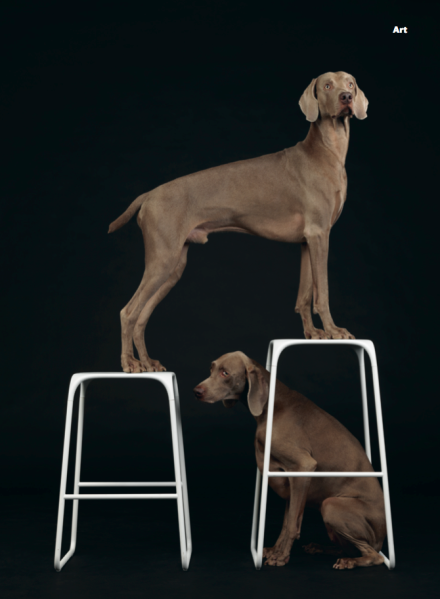 Another look at William Wegman's famous dogs (Photo: Courtesy Wallpaper*).