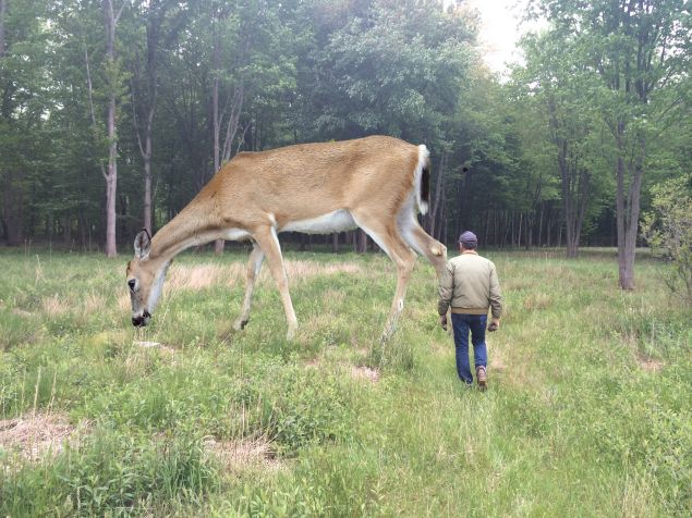 Tony Tasset, Deer, 2015. (Photo: Courtesy Kavi Gupta, Art Basel Miami Beach)