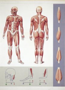 Musculoskeletal system