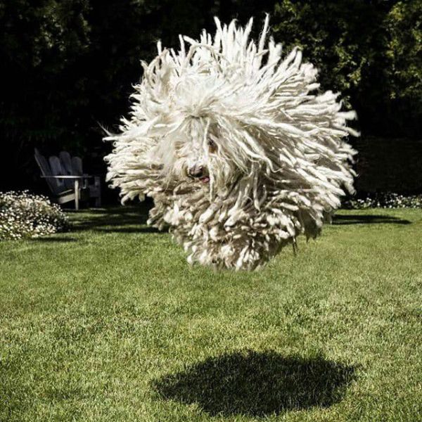 Mark Zuckerberg's very cute dog became a Photoshop celebrity this year. (Photo: Facebook)