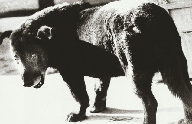 Daido Moriyama, Stray Dog, Misawa, Aomori, 1971. (Collection: SFMOMA, Gift of Van Deren Coke. © Daido Moriyama)