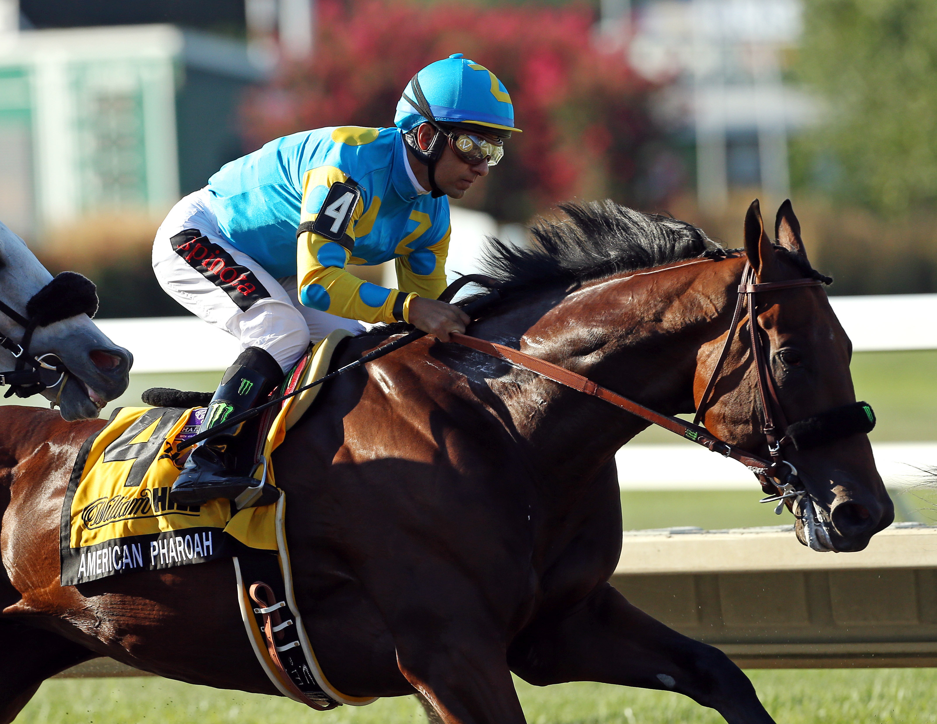 American Pharoah, who won the Triple Crown earlier this year, made the Forward 50 in November. (Photo by Adam Hunger/Getty Images)