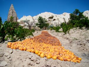 Apricots_Drying_In_Cappadocia