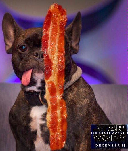 The Force is strong with this dog. (Photo: Twitter)