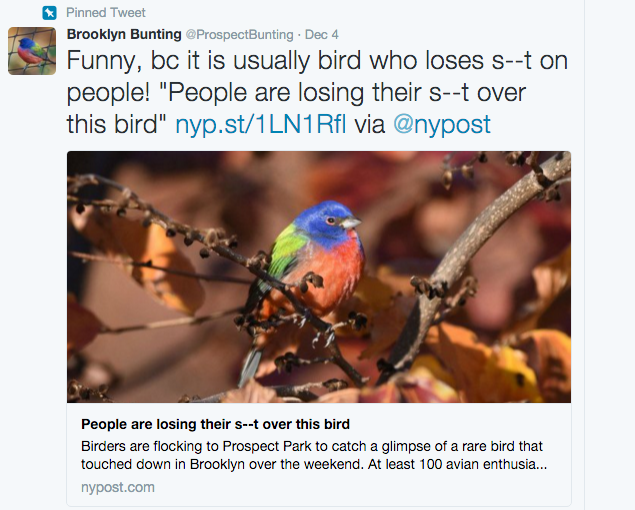 A screenshot of the bunting's Twitter feed.