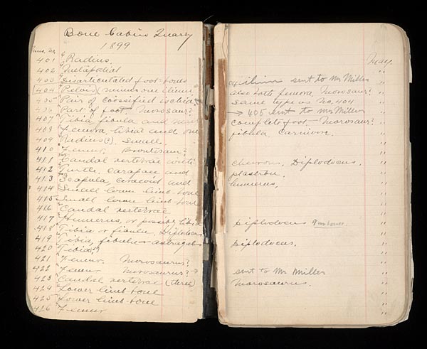 A scanned page from an old paleontological journal. (Photo: AMNH)