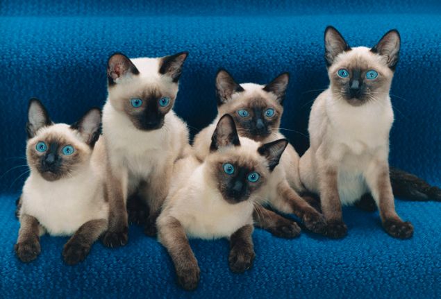 Walter Chandoha: The Cat Photographer, published by Aperture, 2015. (Photo: © Walter Chandoha)