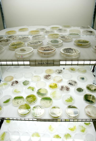 UNITED STATES - SEPTEMBER 18: Algal samples used to make renewable diesel fuel sit in a laboratory at Solazyme Inc. headquarters in South San Francisco, California, U.S., on Friday, Sept. 18, 2009. Solazyme uses algal biotechnology to produce renewable oil and bioproducts. (Photo by Ken James/Bloomberg via Getty Images)