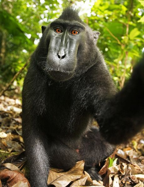 Another selfie by Naruto. (Photo: Wikimedia Commons)