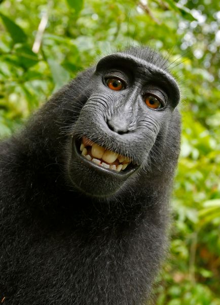 A selfie taken by Naruto, a 6-year-old crested macaque from the Indonesian island of Sulawesi. PIC BY A WILD MONKEY / DAVID SLATER / CATERS NEWS - (PICTURED: One of the photos that the monkey took with Davids camera. 1 of 2: This photo was the original photo the monkey took) - The photographer behind the famous monkey selfie picture is threatening to take legal action against Wikimedia after they refused to remove his picture because ‘the monkey took it’. David Slater, from Coleford, Gloucestershire, was taking photos of macaques on the Indonesian island of Sulawesi in 2011 when the animals began to investigate his equipment. A black crested macaque appeared to be checking out its appearance in the lens and it wasn’t long before it hijacked the camera and began snapping away. SEE CATERS COPY.