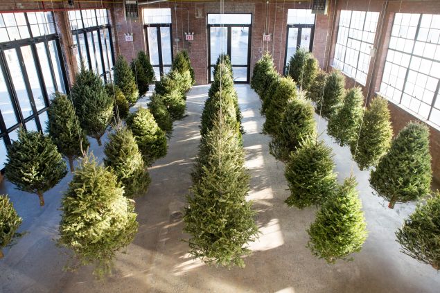 Michael Neff's "Suspended Forest" (Photo: courtesy the artist)