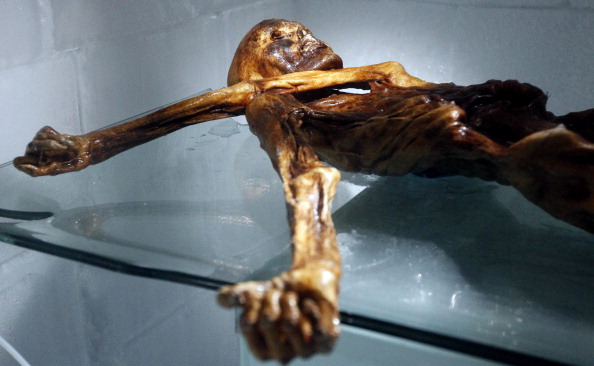 TO GO WITH AFP STORY BY PIERRE FEUILLY The mummy of an iceman named Otzi, discovered on 1991 in the Italian Schnal Valley glacier, is displayed at the Archaeological Museum of Bolzano on February 28, 2011 during an official presentation of the reconstrution. Visitors will get to see Iceman Oetzi under a new light starting on March 1 at the South Tyrol Museum of Archaeology in Bolzano, which celebrates the 20th anniversary of the mummy's discovery. Based on three-dimensional images of the mummy's skeleton as well as the latest forensic technology, a new model of the living Oetzi has been created by Dutch experts Alfons and Adrie Kennis. AFP PHOTO / Andrea Solero