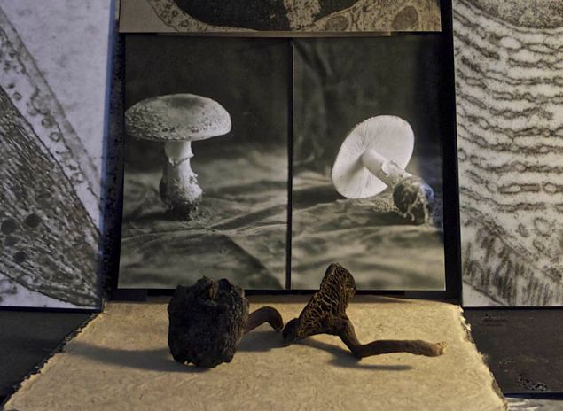 Michelle Stuart, Mushroom Diptych, 2015. (Courtesy the artist)