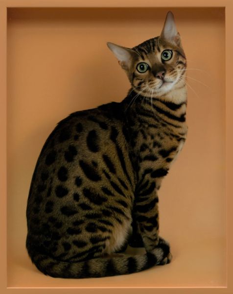 Elad Lassry, Bengal, 2011.