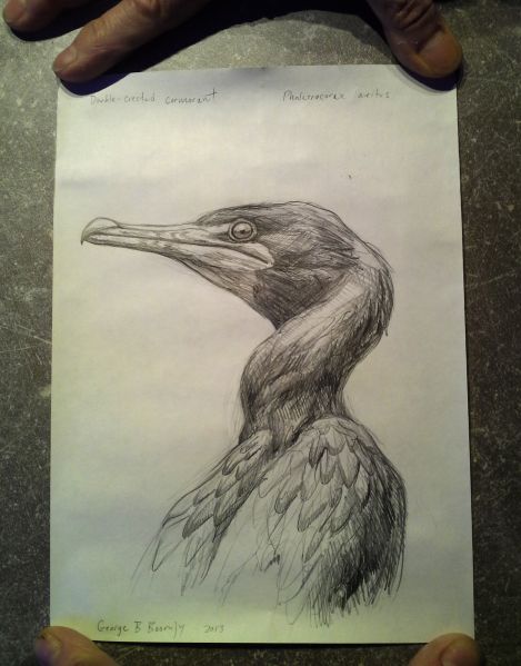 Mr. Boorujy's drawing of a double crested cormorant enclosed in the bottle.