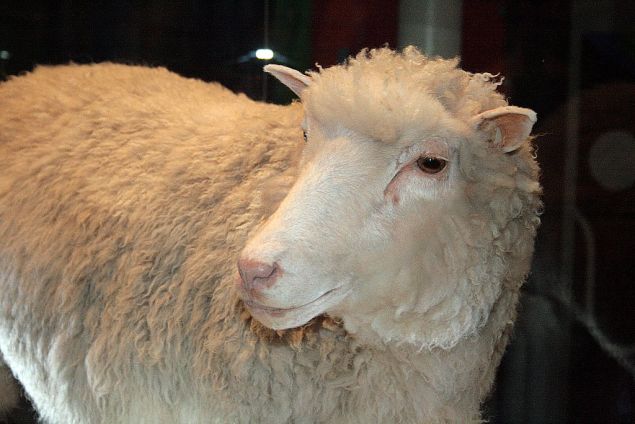 Dolly the cloned sheep. 