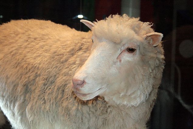 Dolly the cloned sheep.