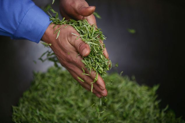 CHONGQING, CHINA - MARCH 9: (CHINA OUT) A tea parching farmer parches fresh tea leaves in a heated pot on March 9, 2007 in the outskirts of Chongqing Municipality, China. The tea producing peak falls on spring days around the end of March and early April. Many tea factories have to operate at full capacity during this period. (Photo by China Photos/Getty Images)