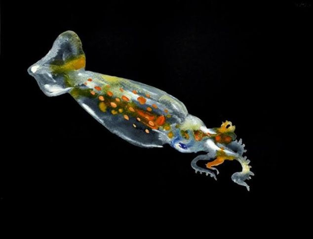 Untitled (Squid Larvae), (2013).