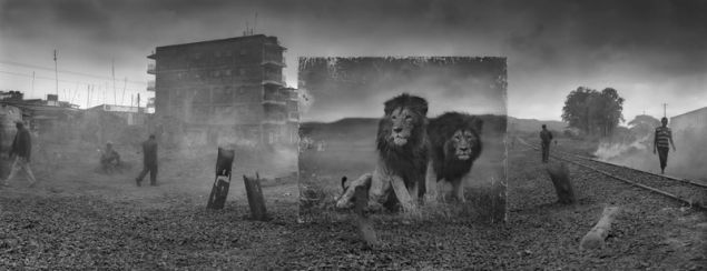 Nick Brandt, Railway Line With Lion Brothers, 2015.