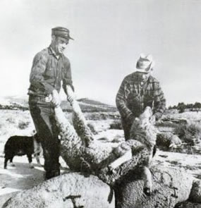 Farm workers tend to the dead Dugway sheep.
