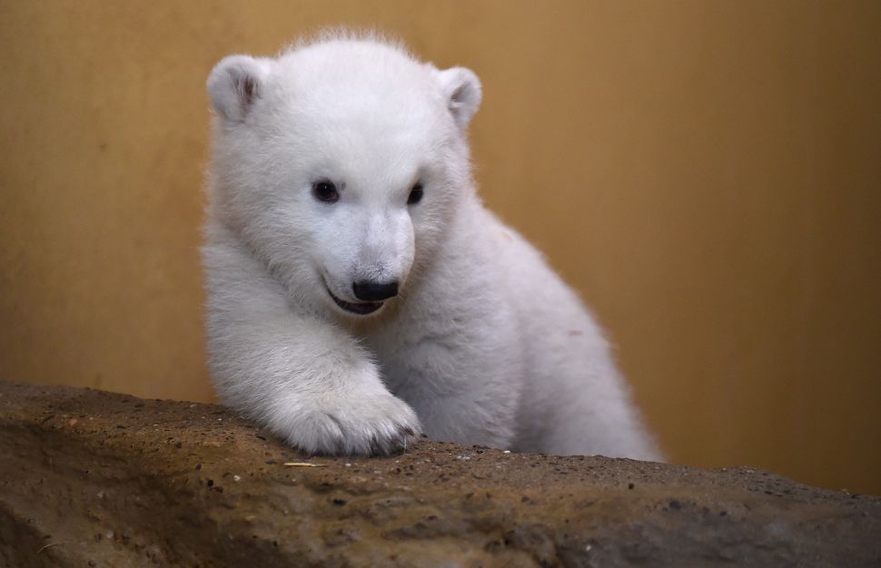 A female baby polar bear is pictured on March 9, 2016 at the zoo in Bremerhaven, northwestern Germany. The baby bear was born on December 11, 2015 at the zoo. / AFP / POOL / Carmen Jaspersen