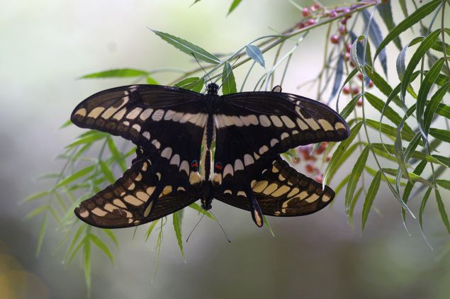Schaus' Swallowtail (Papilio Aristodemus) butterflies copulate in the branch of an Anacahuita (Schinus molle) in Pinamar, some 40km east of Montevideo on February 6, 2008.