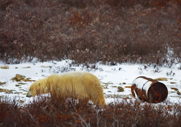 A Polar Bear walks past an oil drum on the edge of Hudson Bay.