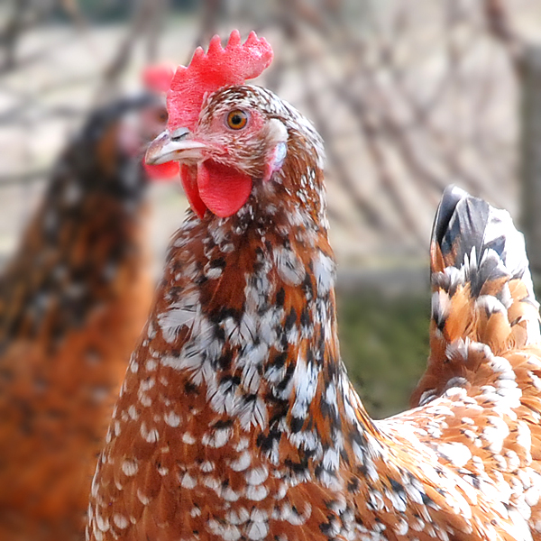 Swedish Flower Hens