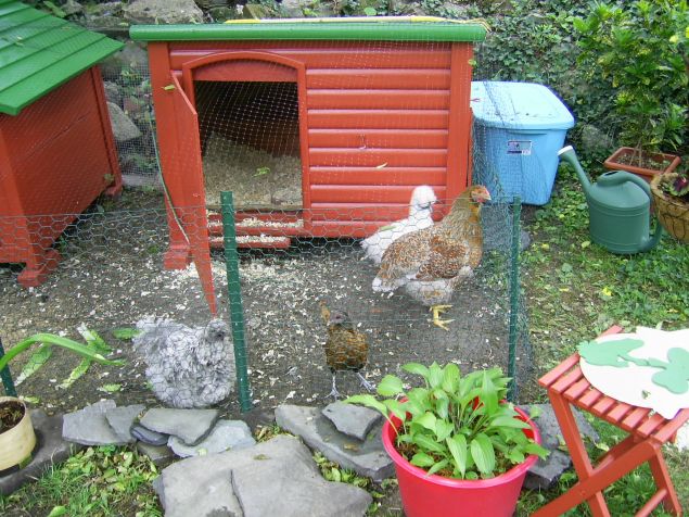 Raising urban chickens provides a way to locally source organic eggs