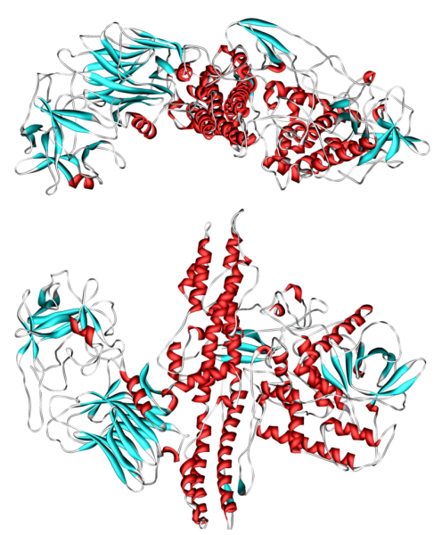 Botulinum Toxin.