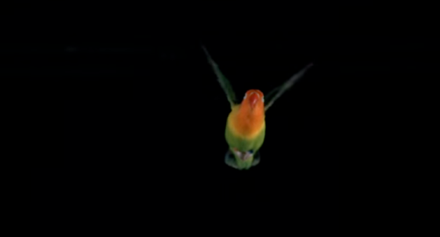 By studying birds as they fly in place, delivery and emergency drones could be a reality sooner than later.