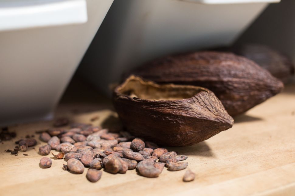 Dried chocolate beans at the Rakka Chocolate factory in red Hook, Brooklyn. 5/24/2016