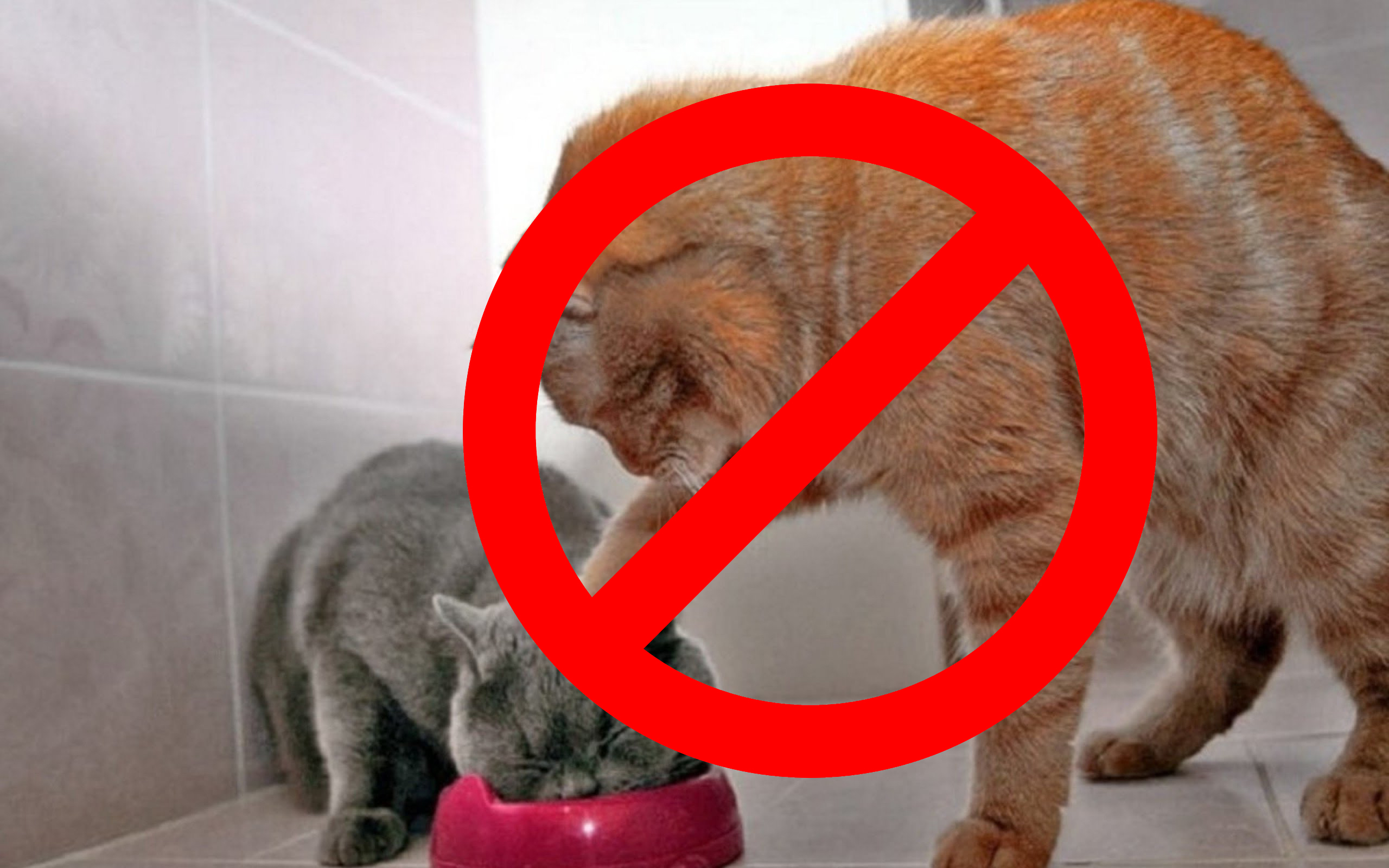 Cat photos are banned for Muslims in Saudi Arabia.
