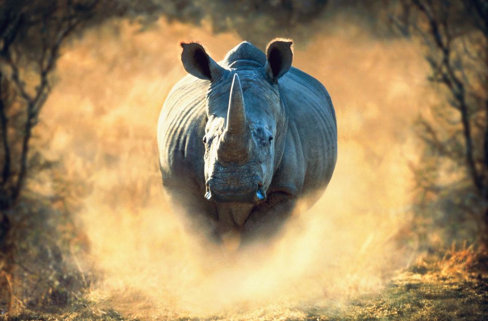 The Top Gray Rhino Risks of 2018