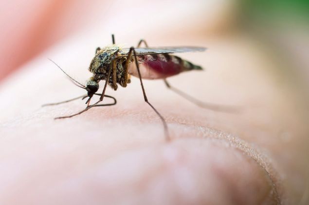Could scientists wipe out all mosquito-borne diseases in one fell swoop?