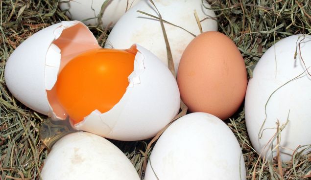Try pasture-raised eggs instead.