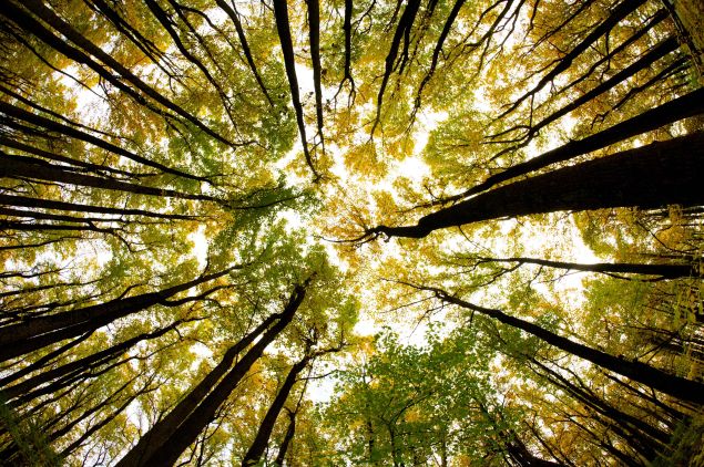 A view through a canopy of trees in full fall color October 24, 2015 along Skyline drive in Shenandoah National Park in Virginia.