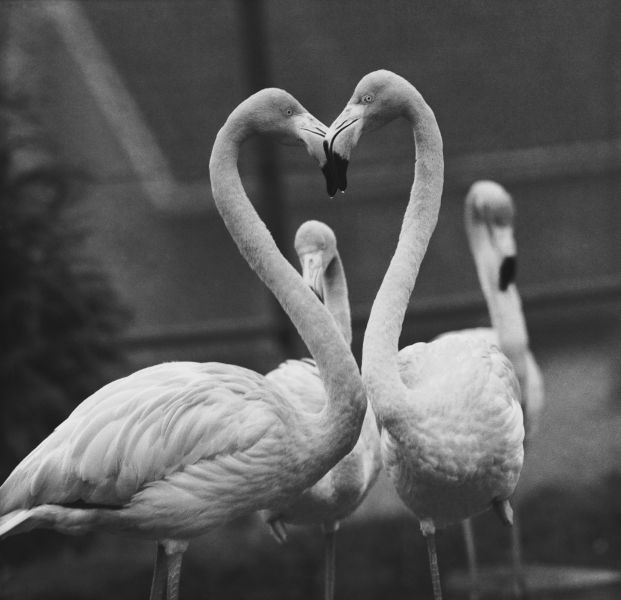 A pair of flamingoes with their heads together at Chessington zoo, 24th December 1958. 
