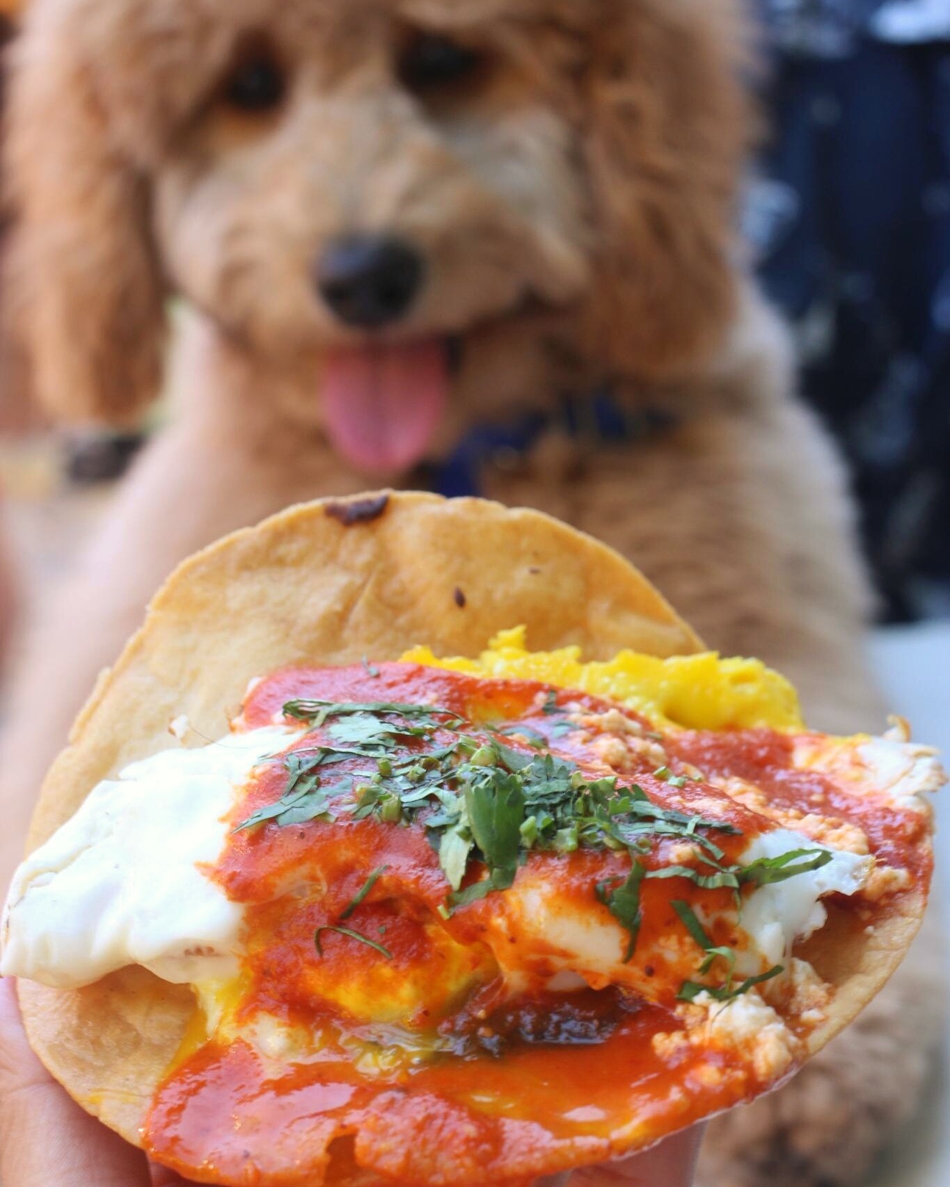 Crosby the Goldendoodle 🐶 F1B Petite Goldendoodle 🎂 Born 12/18/15 🗽 Chewing everything in NYC 🍗 Sneaking treats from @indulgenteats ✉️ crosbythedoodle@gmail.com